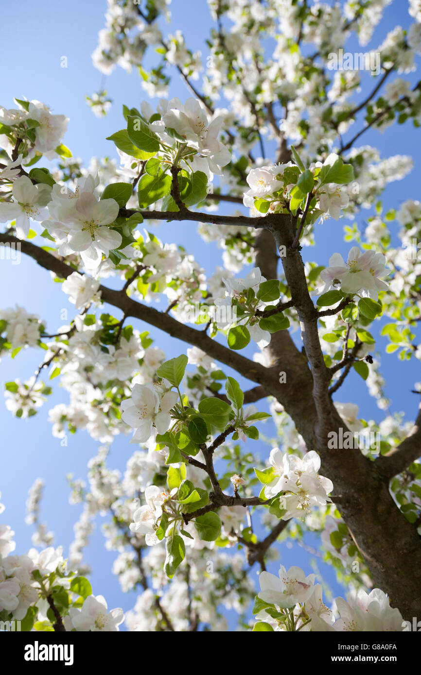 Kirschblüten (Prunus SP.), Mostviertel, muss Viertel, Niederösterreich, Österreich Stockfoto