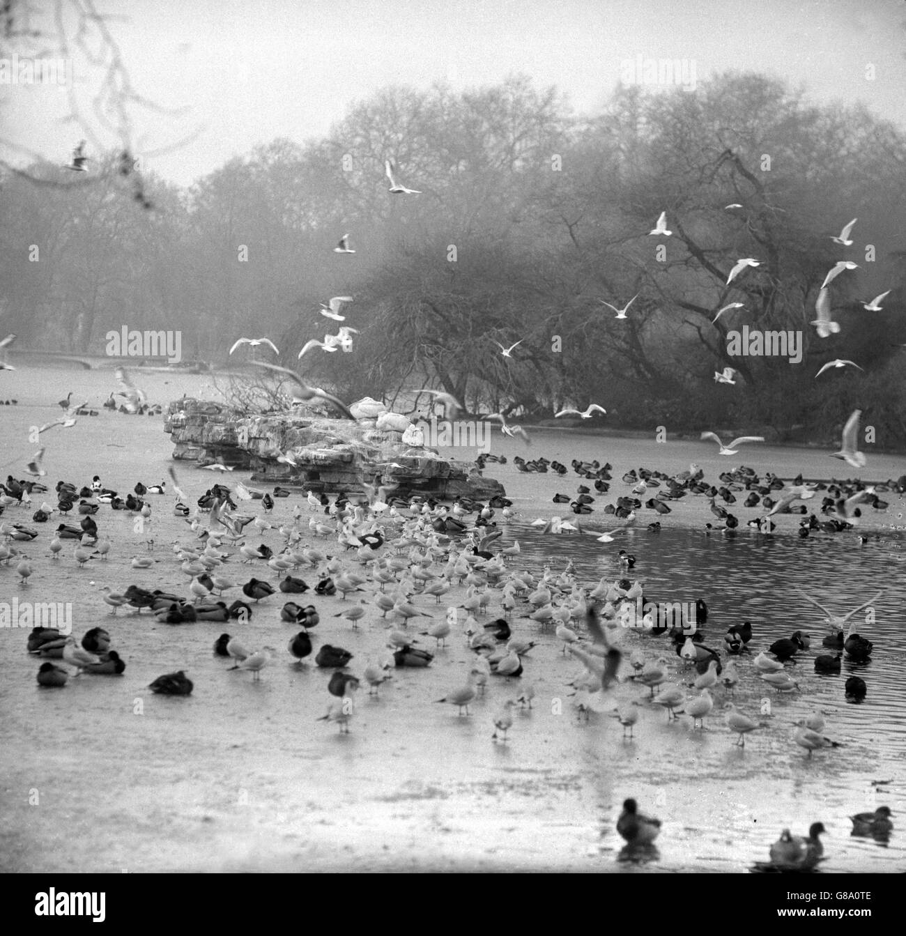 Wasservögel im St James's Park versammeln sich auf einem ungefrorenen Fleck im eisigen See. Stockfoto