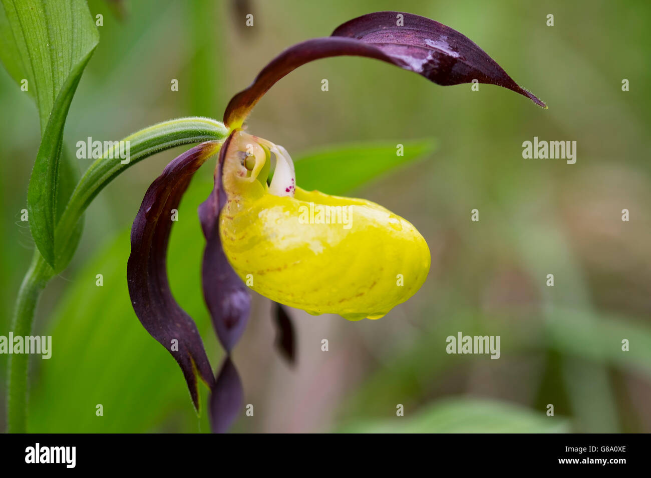 Gelbe Lady Slipper Orchidee (Cypripedium Calceolus) mit Wassertropfen, Naturschutzgebiet Isarauen, Pupplinger Au, Oberbayern Stockfoto