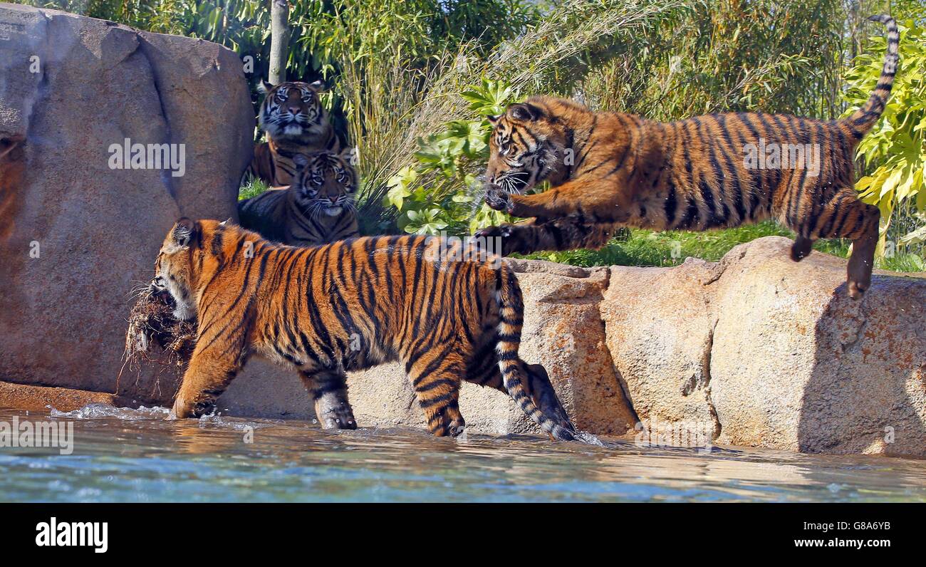 Teo Sumatra-Tigerküchen spielen im Wasser in ihrem neuen Gehege im Chester Zoo, Teil des &pound;40 Millionen Pfund New Islands-Abenteuers. Stockfoto