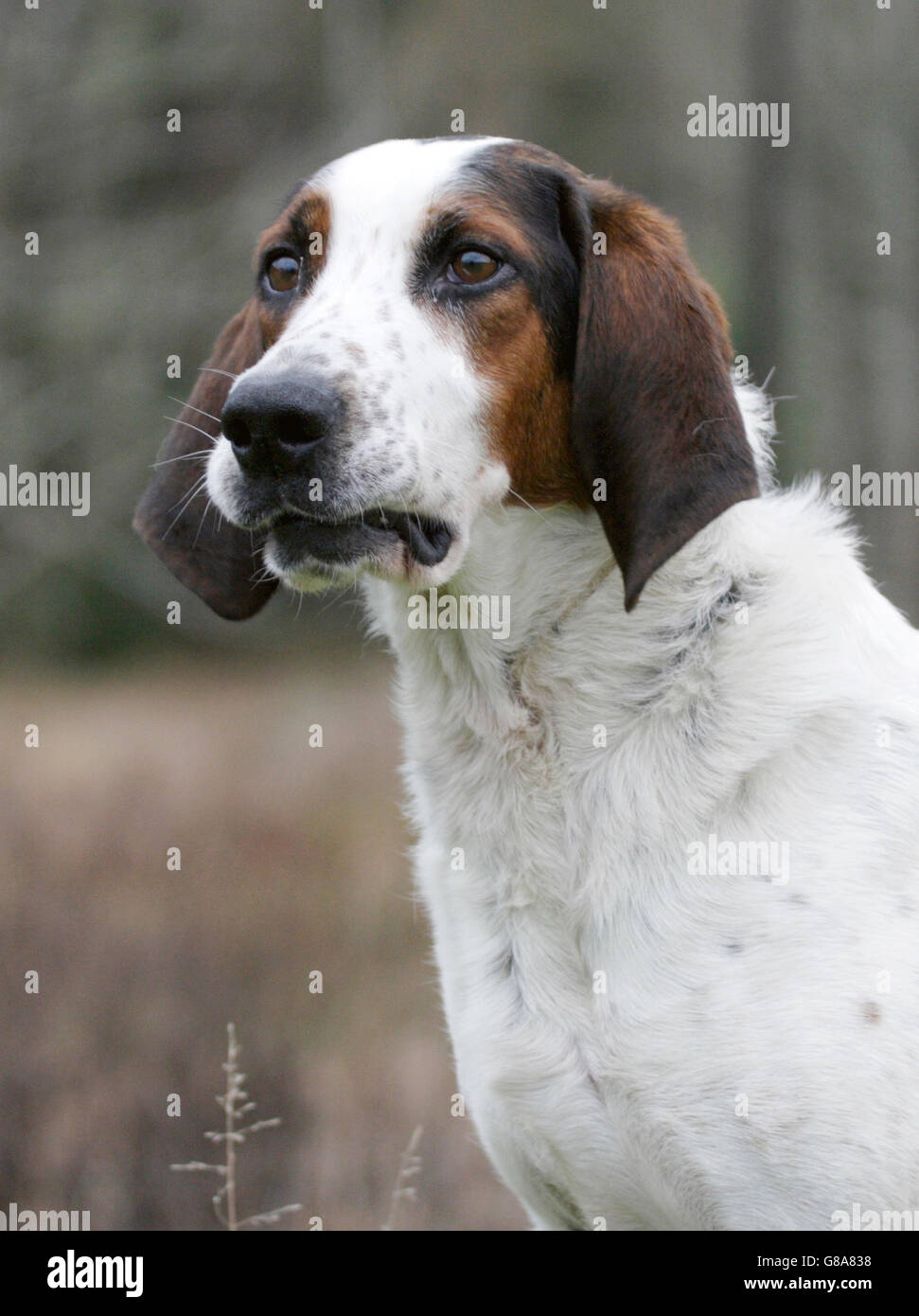 Halden hound Stockfoto