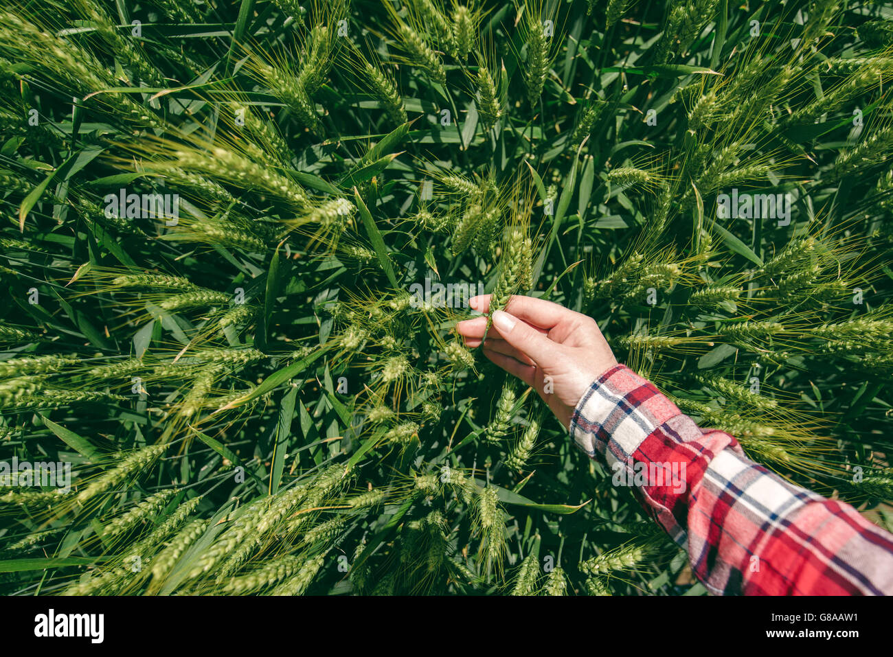 Bäuerin im Weizenfeld, persönlichen Gesichtspunkt, Hand berühren Getreide Stockfoto