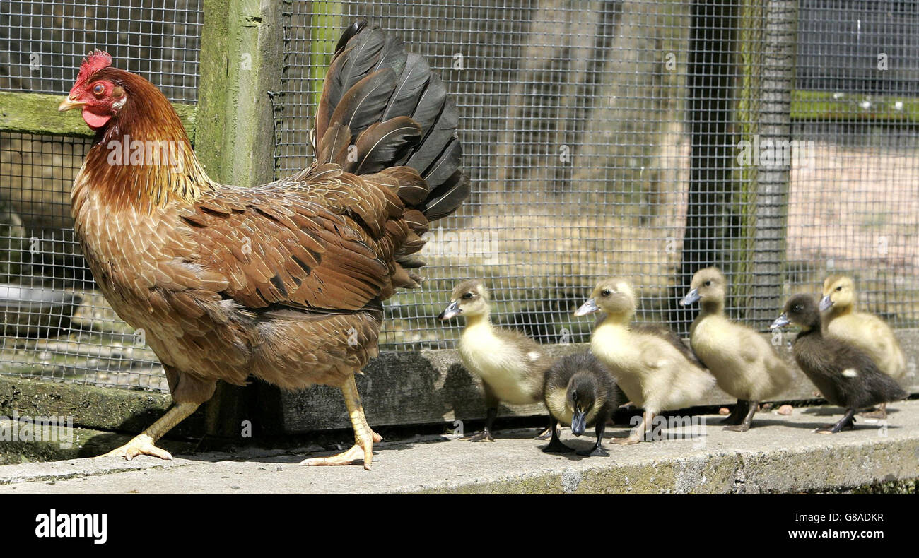 Henrietta die Henne steuert ihre sieben adoptierten Enten in ihre Einfriedung. Die Entenküken-Mutter weigerte sich, auf den Eiern zu sitzen und so stellten die Hotelbesitzer Jackie und John Bisset die Eier unter Henrietta, um zu sehen, ob sie ausschlüpfen würden. Stockfoto