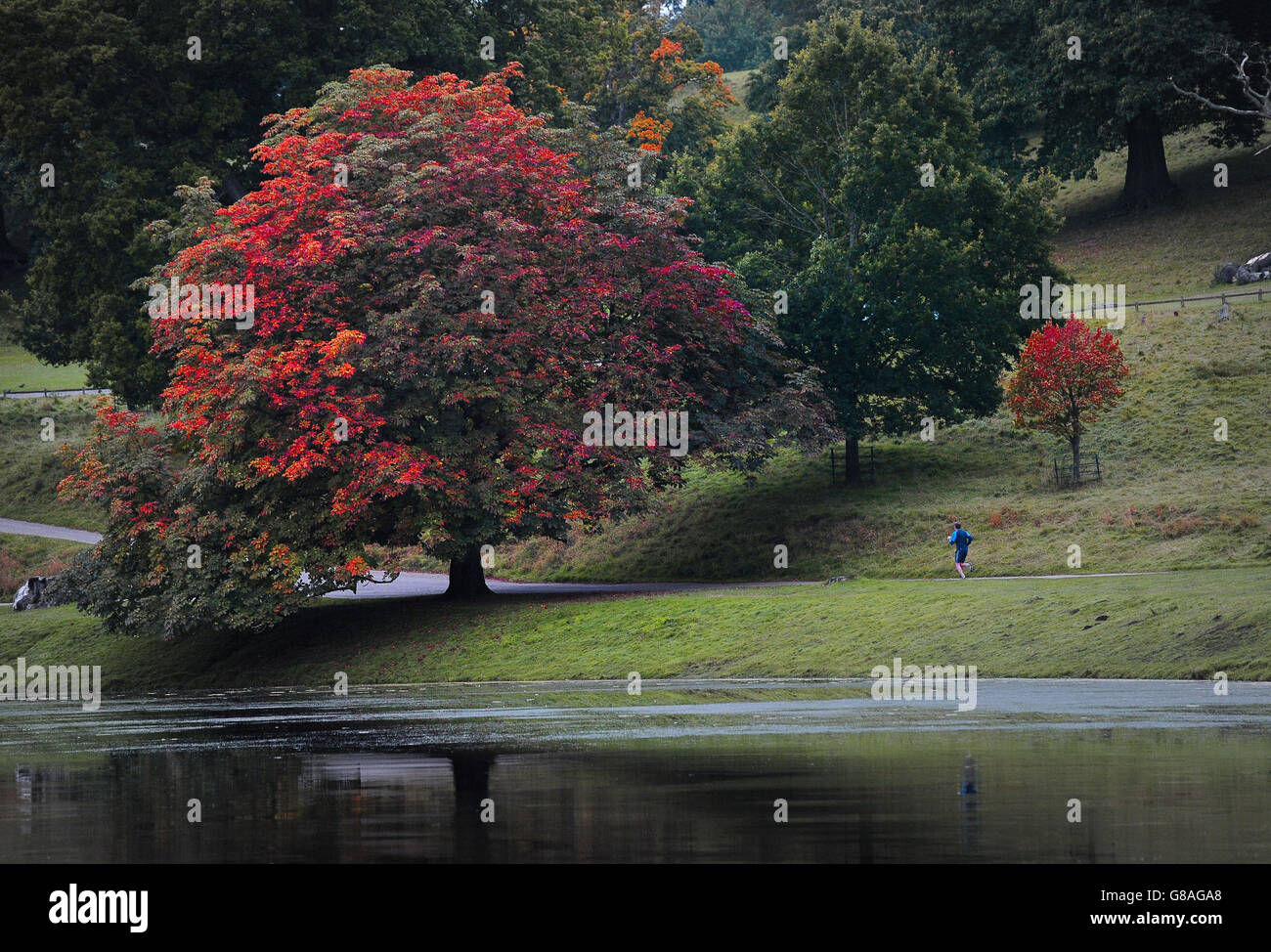 Eine Person geht für einen frühen Morgen rund um den See im Studley Royal Park in der Nähe von Ripon in Yorkshire laufen. Stockfoto