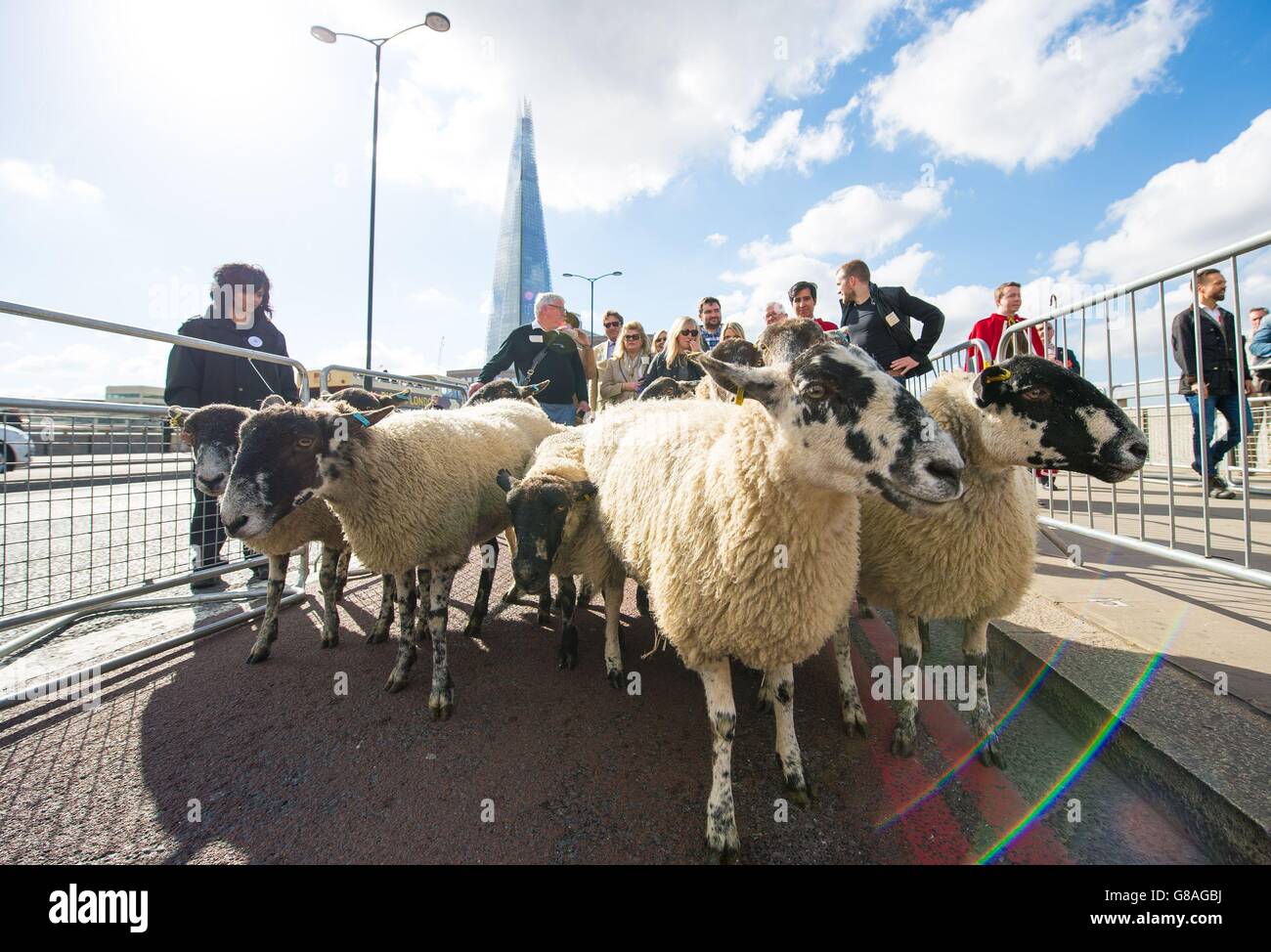 Eine Herde Schafe auf der London Bridge, wie Freemen of the City of London nehmen an der jährlichen Great Sheep Drive of London Bridge, Ausübung ihrer seit langem bestehenden Recht, Schafe über Londons älteste Flussüberquerung fahren. Stockfoto