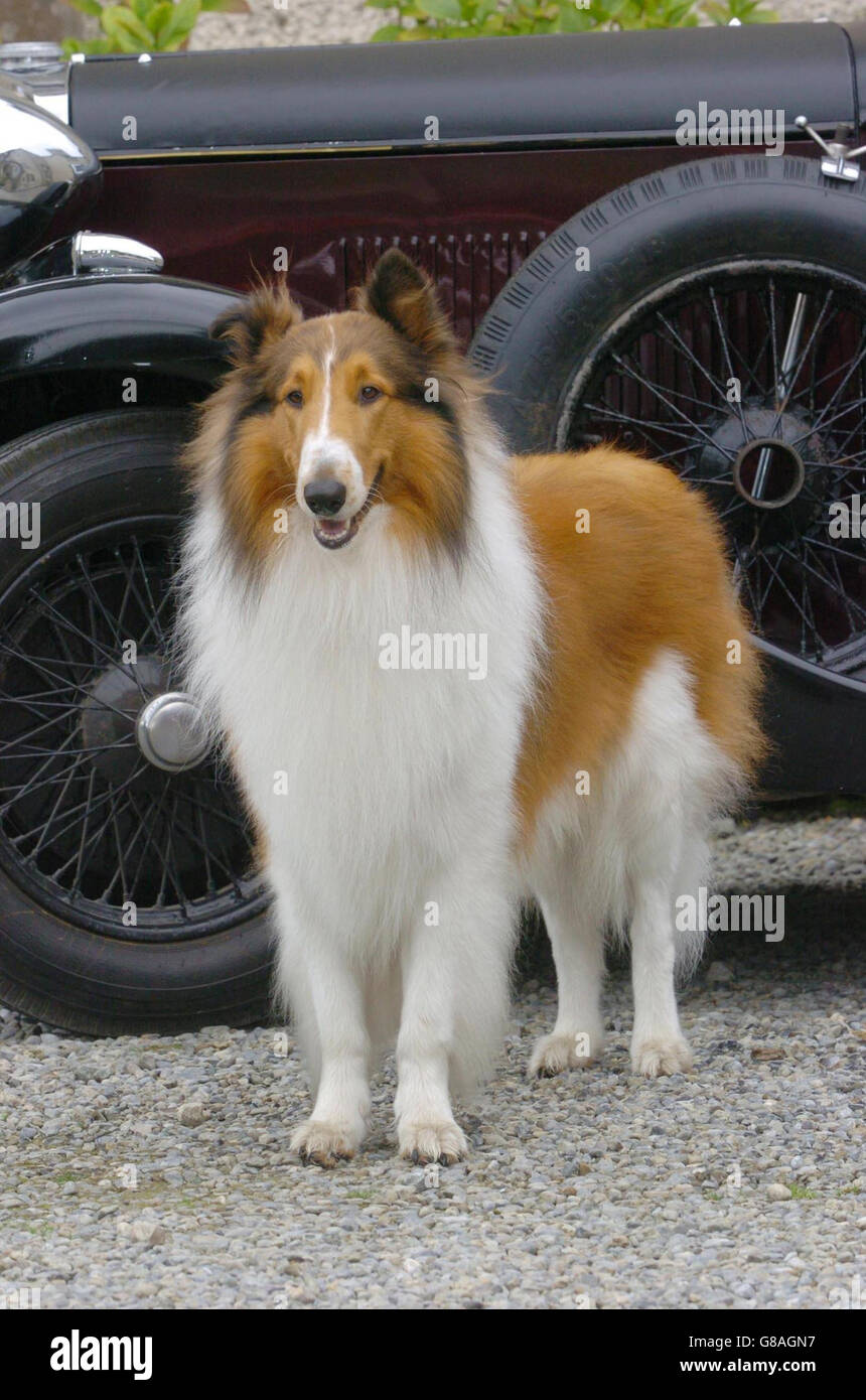 "Lassie" Spielfilm - am Set, Kilruddery House Stockfoto