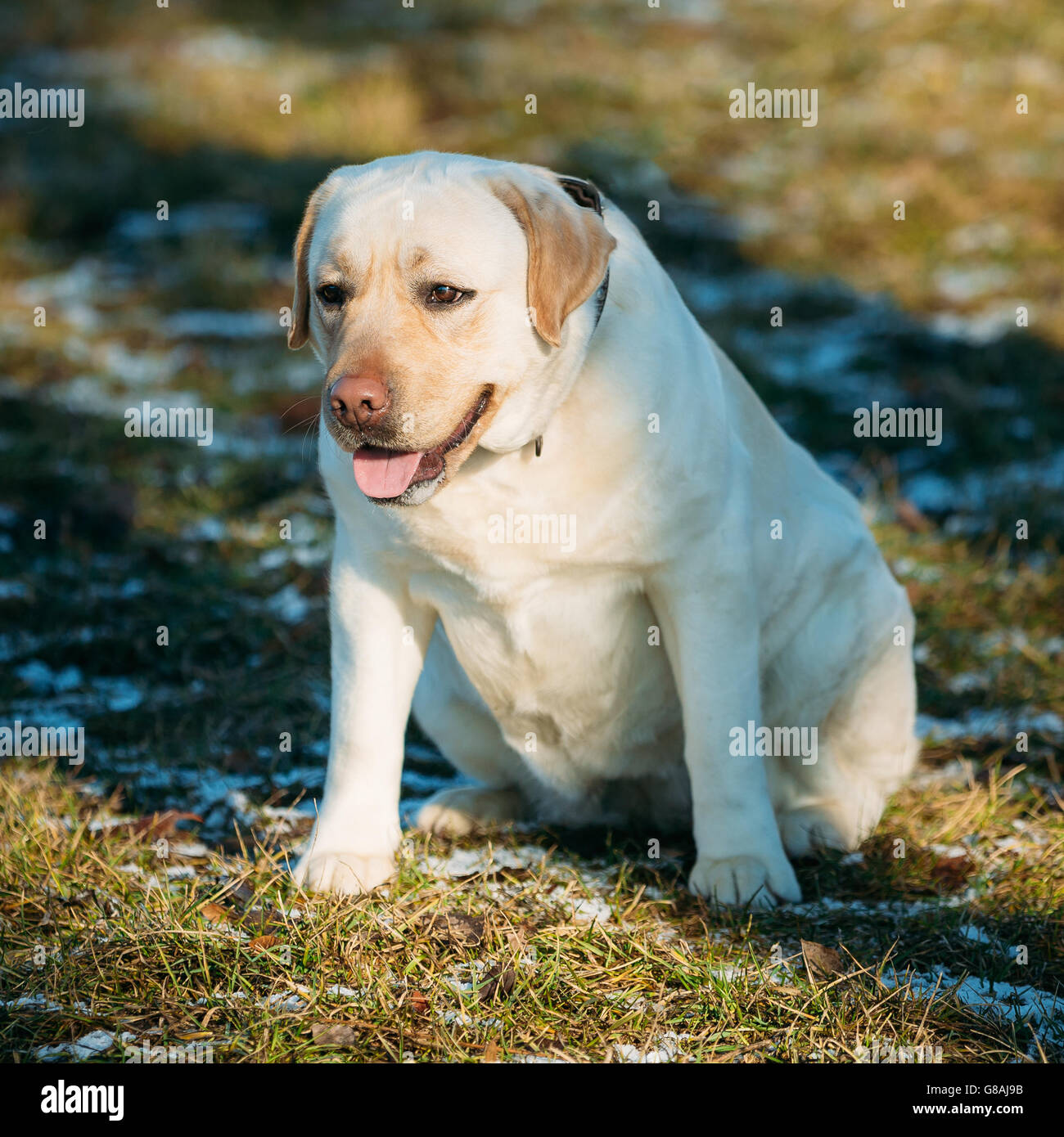 Dicke weiße Labrador Hund sitzen im Freien. Frühjahrssaison Stockfoto