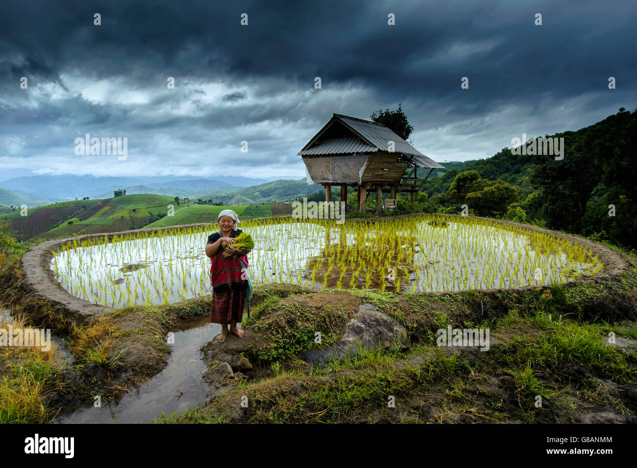 Porträt von lächelnden Frau mit Reispflanzen im Reisfeld, Thailand Stockfoto