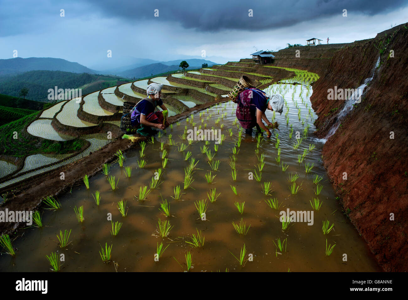 Zwei Frauen arbeiten in Terraced Rice Reisfeld, Thailand Stockfoto