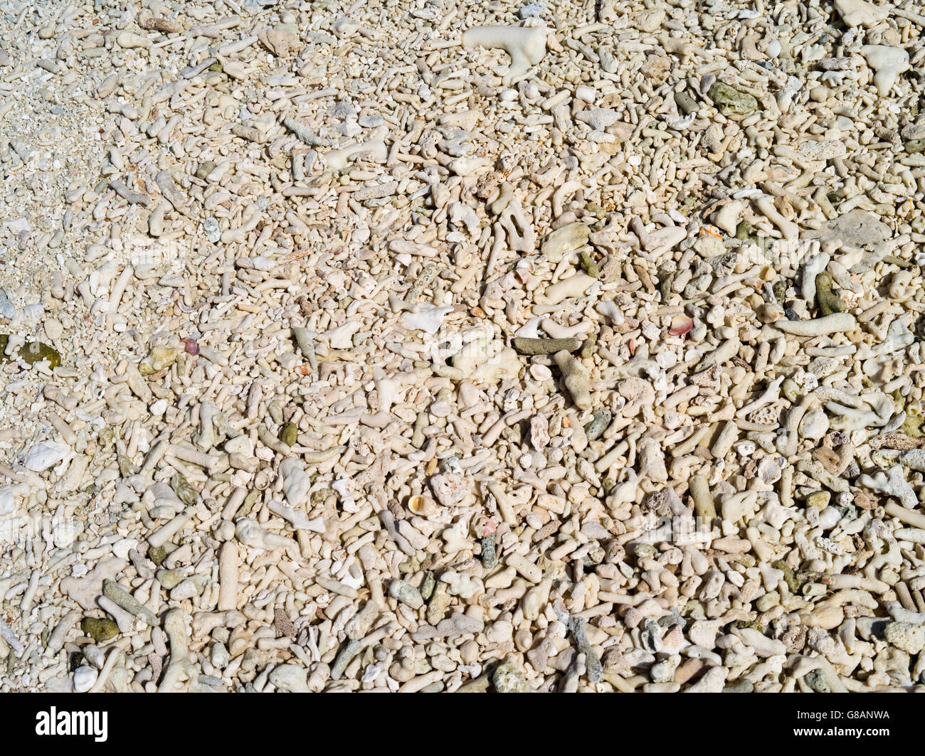 Verwitterte Korallen am Strand, Lady Musgrave Island, Queensland, Australien Stockfoto