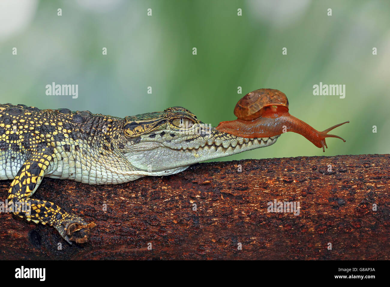 Schnecke sitzt auf Krokodil Schnauze, Indonesien Stockfoto