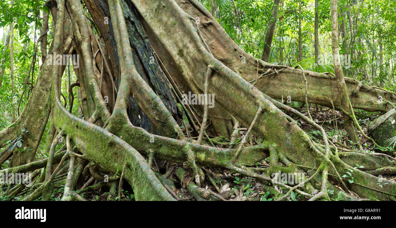 Blick auf das Wurzelwerk eines Baumes Würgefeige in der Mossman Gorge, Teil des Daintree National Park, Mossman, Queensland, Australien Stockfoto