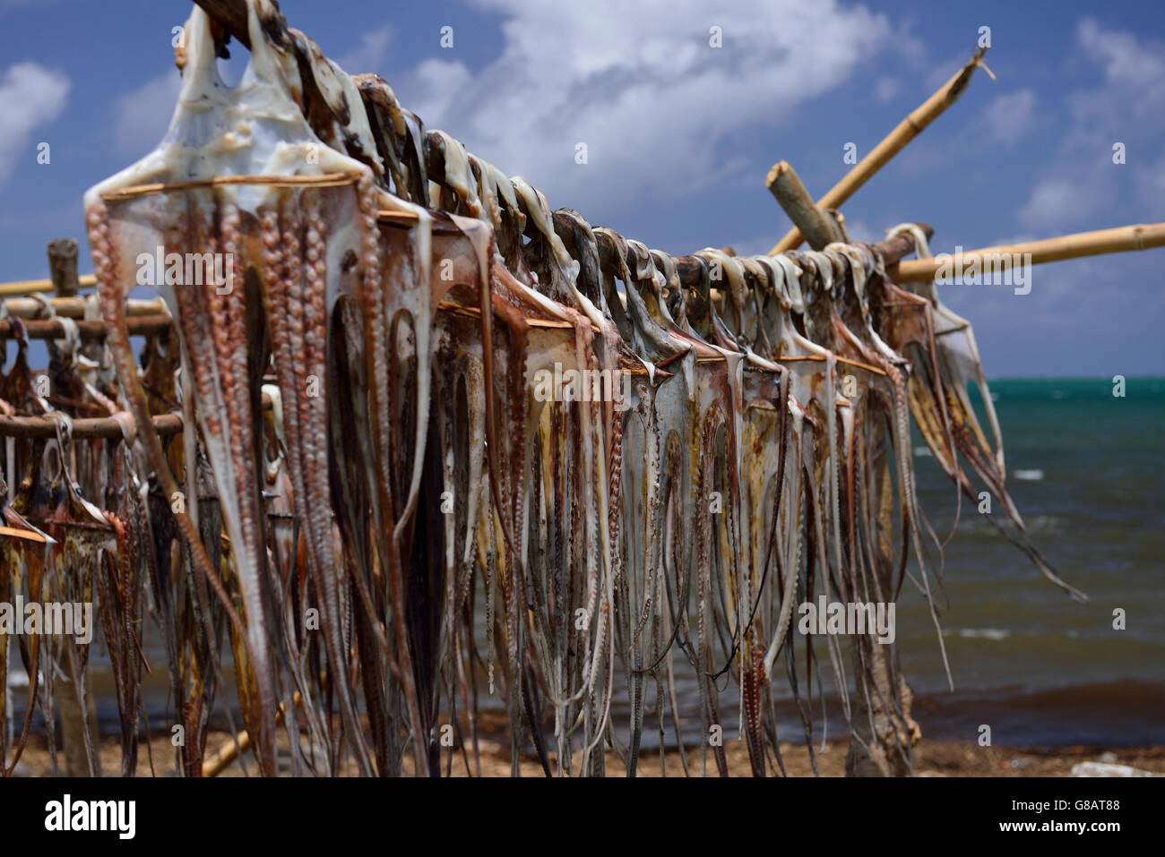 Gestelle zum Aufhängen von Oktopus zum Trocknen, Oktopus Fischer, Anse Baleine Rodrigues Stockfoto