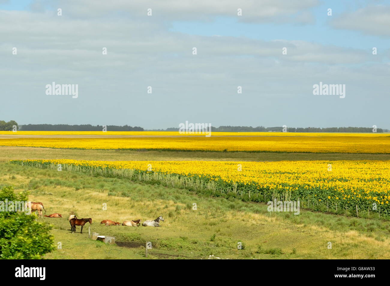 Pferde stehen neben einem Sonnenblumenfeld Stockfoto
