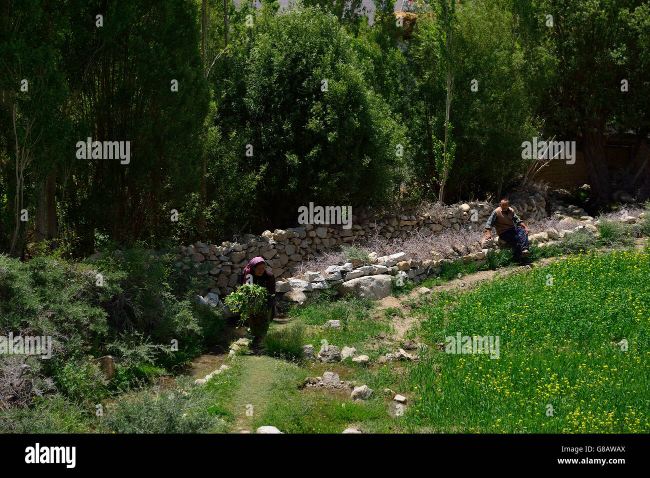 Bäuerin bei der Arbeit, Likir, Ladakh, Jammu und Kaschmir, Indien Stockfoto