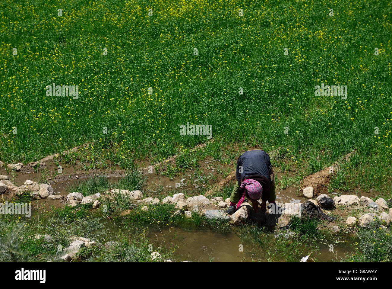 Bäuerin bei der Arbeit, Likir, Ladakh, Jammu und Kaschmir, Indien Stockfoto