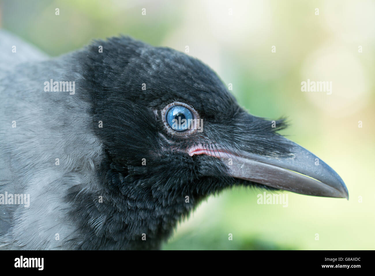 Porträt einer grauen Krähe. Stockfoto