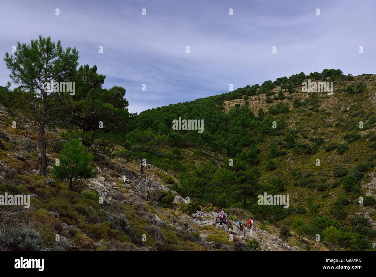 Wandern, Parque Natural De La Sierra Tejeda y Almijara, Andalusien, Spanien Stockfoto