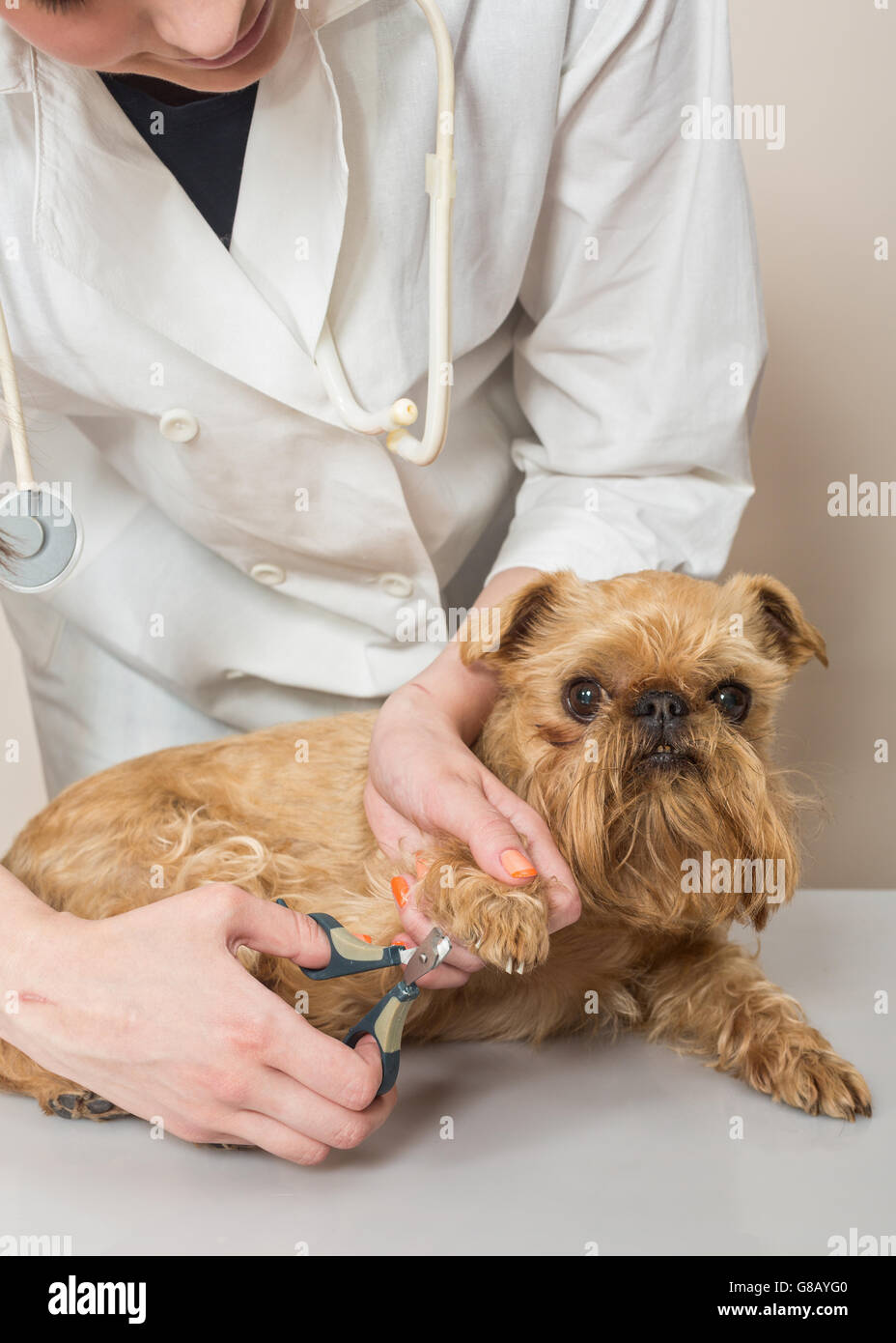 Tierarzt schneidet Klauen, ein kleiner Hund Griffon Stockfoto