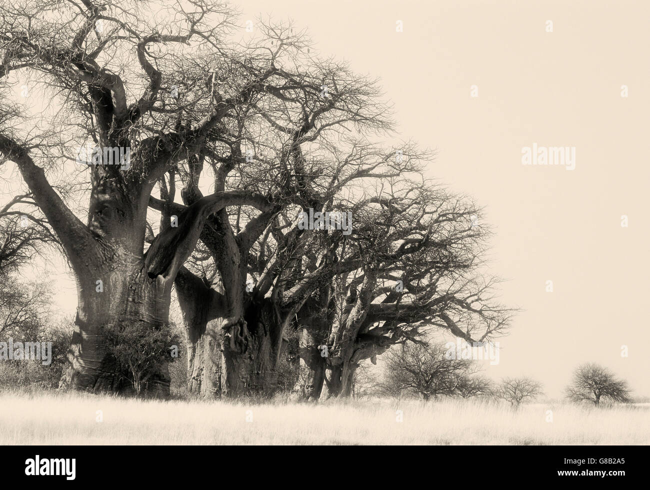 Botswana, Baines Baobabs Nxai Pan Stockfoto