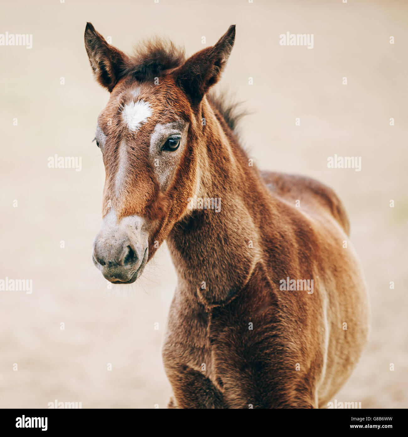 Close Up Portrait des braunen Fohlen junges Pferd Stockfoto