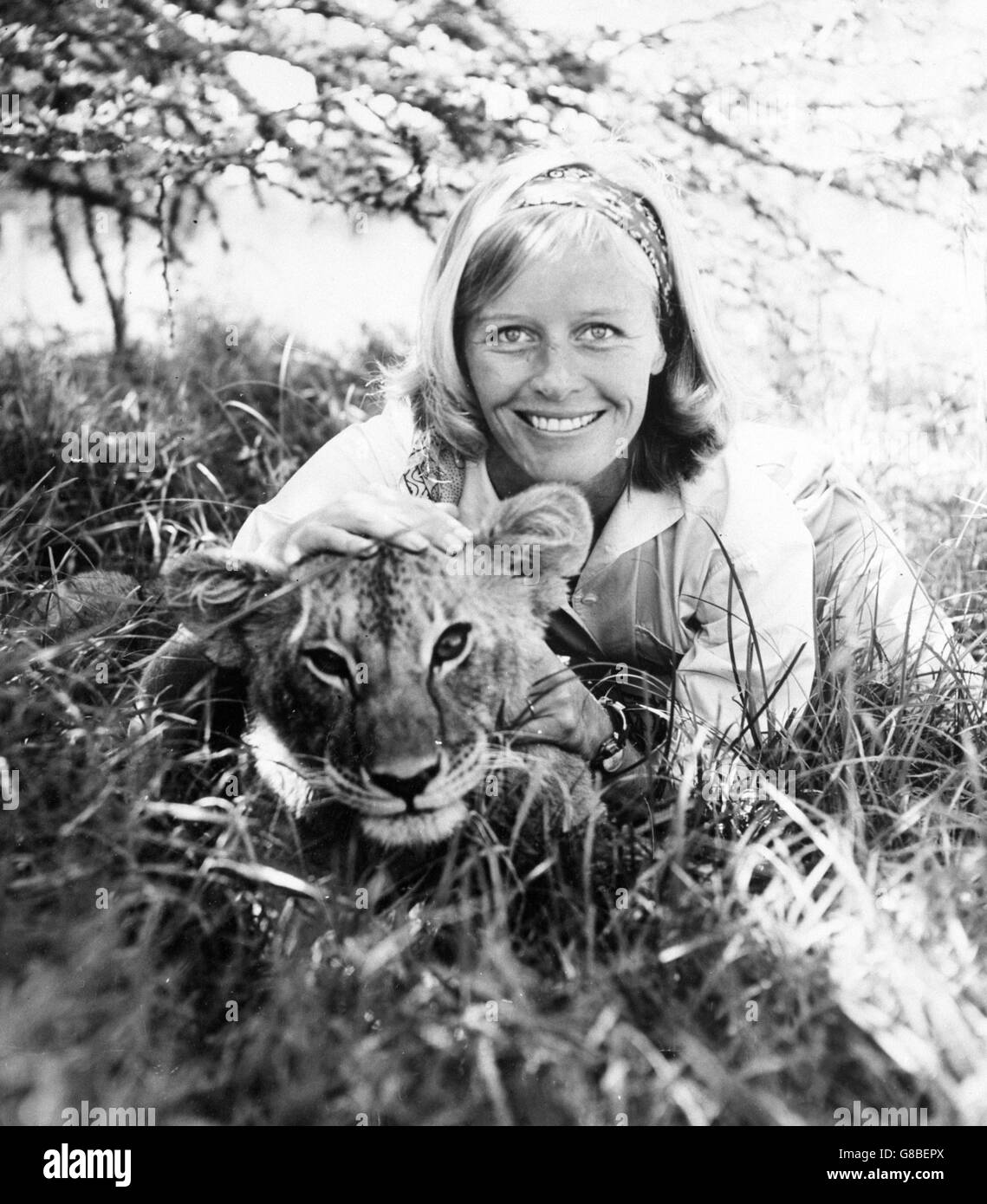 Die britische Schauspielerin Virginia McKenna mit einem ihrer Mitstars im Film Born Free von Columbia Picturs, der im Odeon, Leicester Square, seine Weltpremiere feiern wird. Virginia und ihr Mann Bill Travers porträtieren die Rollen von Joy und George Adamson in dem Film, der vor Ort in Kenia gedreht wurde. Mit Virginia ist die Löwin, die Elsa spielt. Stockfoto