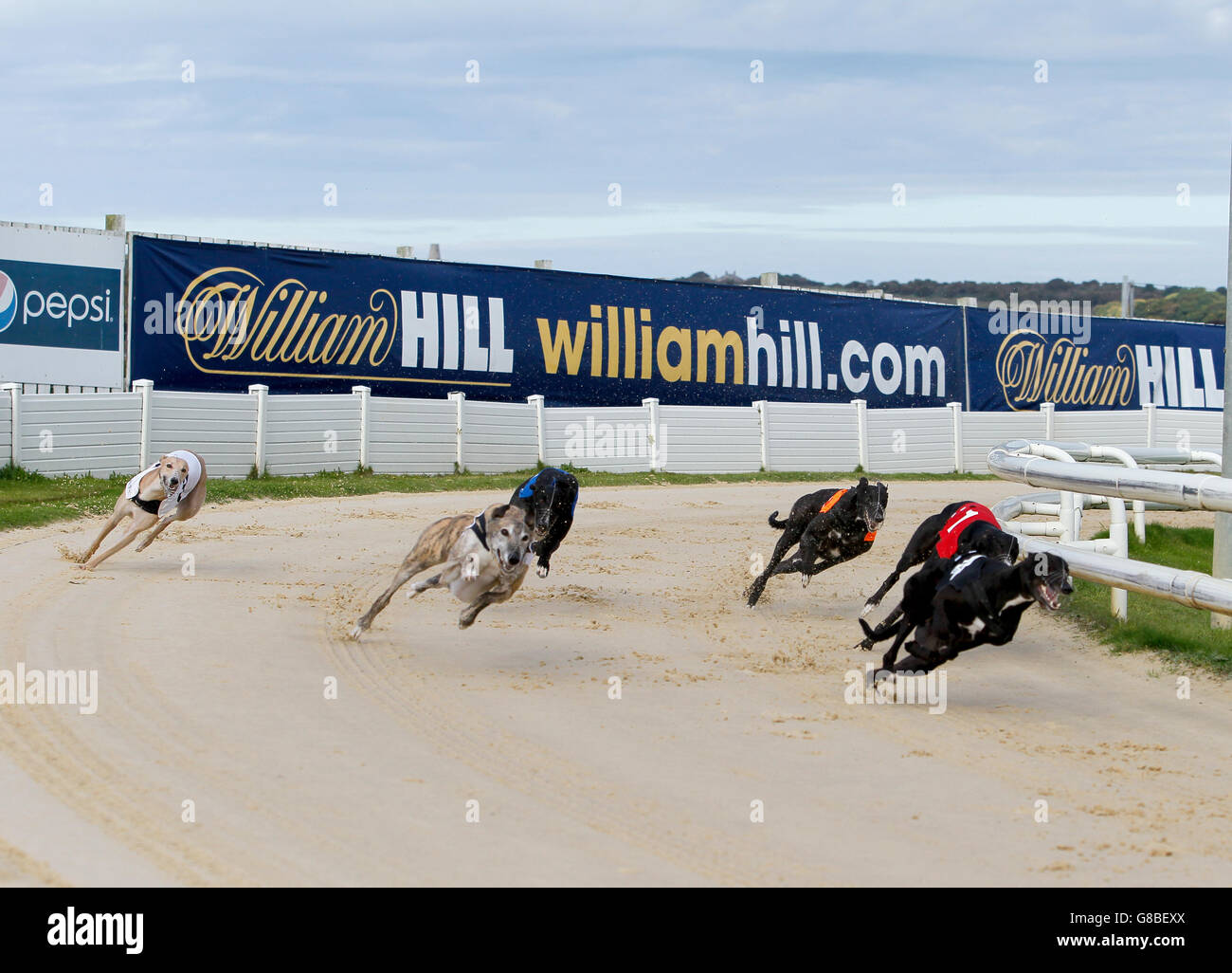 Allgemeine Ansicht als Greyhounds Rennen während der Bags Track Championship - Aufenthalt im Sunderland Greyhound Staduim Stockfoto