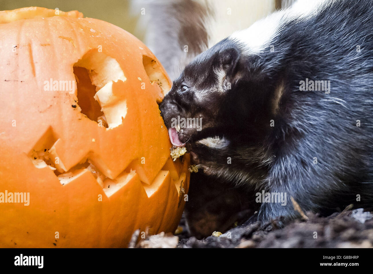 Ein zweijähriger Skunk namens Rogue frisst in ihrem Gehege im Zoo von Bristol einen hungernden Kürbis, wo Tiere im Vorfeld der Feiertage im Rahmen des Anreicherungsprogramms mit Halloween-Themen verwöhnt werden. Stockfoto