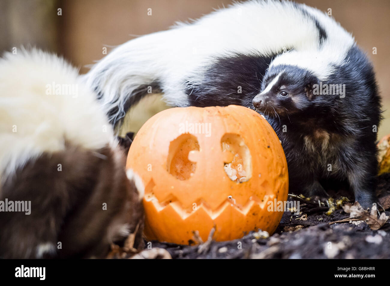 Ein zweijähriger Skunk namens Rogue inspiziert einen geschnitzten Kürbis in ihrem Gehege im Zoo von Bristol, wo Tiere im Vorfeld der Feiertage im Rahmen des Anreicherungsprogramms mit Halloween-Themen verwöhnt werden. Stockfoto