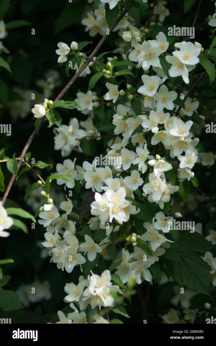 Mock Orange Blumen im englischen Garten Stockfoto