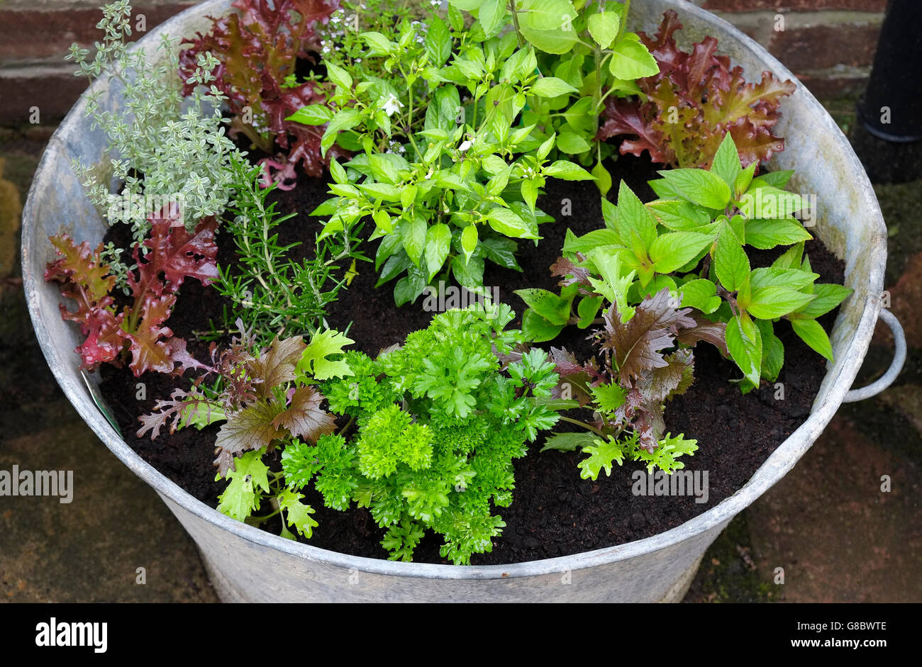 Auswahl an Kräutern, die in Zinnbehältern wachsen, norfolk, england Stockfoto