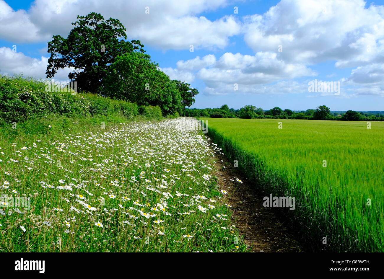 Oxeye Gänseblümchen und Grünes Weizenfeld, North Norfolk, england Stockfoto