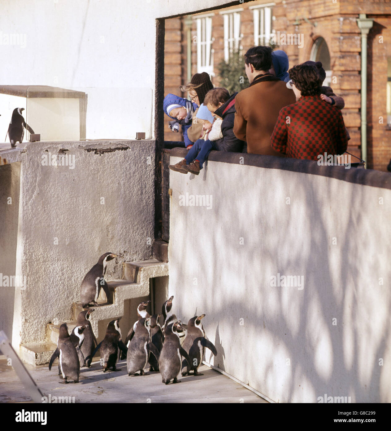 Tiere - London Zoo - Regent's Park, London. Besucher bewundern die Pinguine im London Zoo, Regent's Park, London. Stockfoto