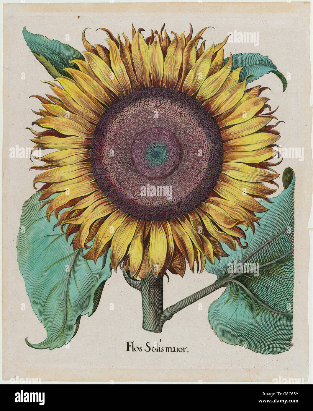 Unbekannter Künstler - große Sonnenblume (Flos Solis Maior), Platte 1 aus Teil 5, B. Besler Stockfoto