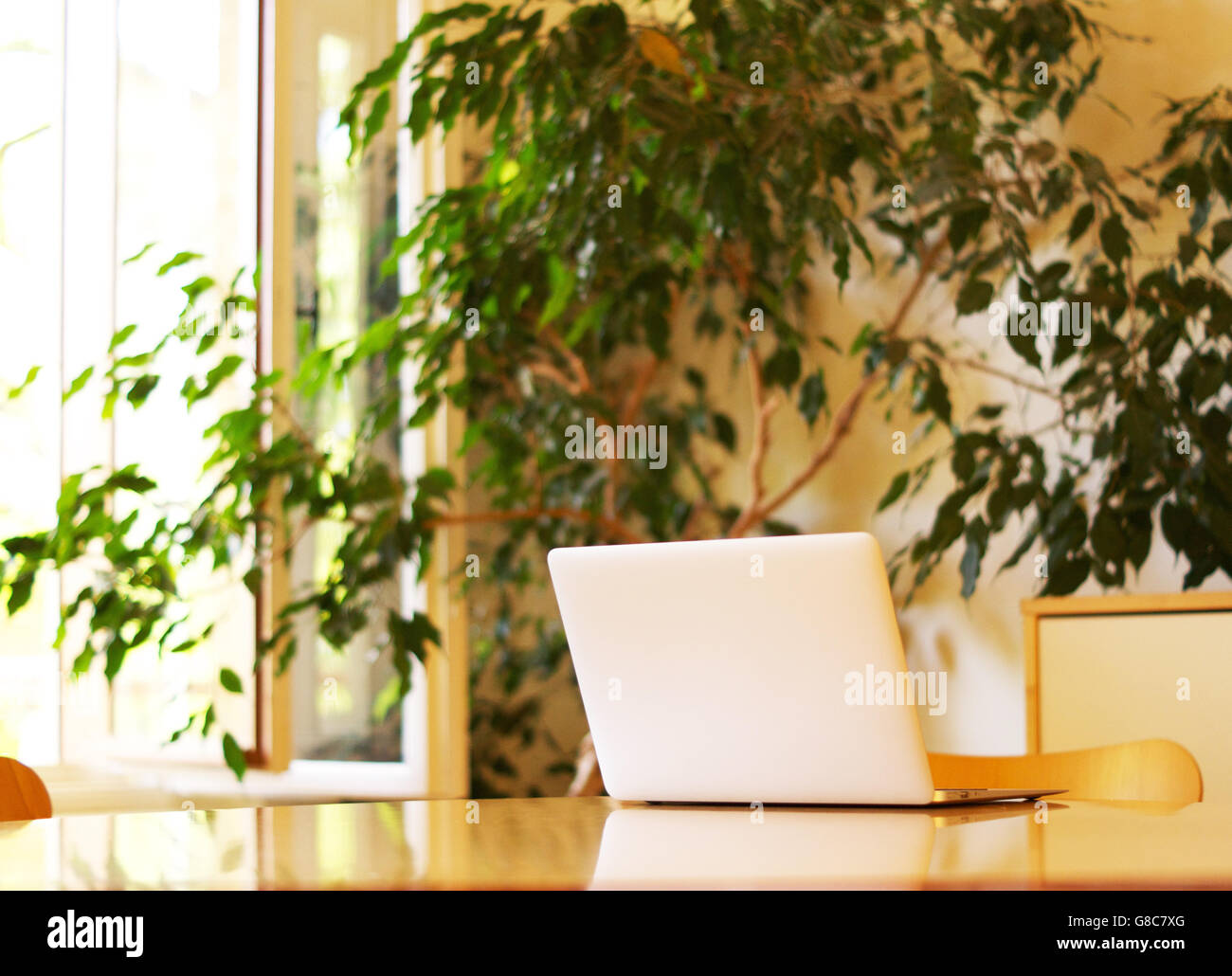 Computer auf einem Tisch, eine große Anlage mit einem sonnigen Fenster Stockfoto