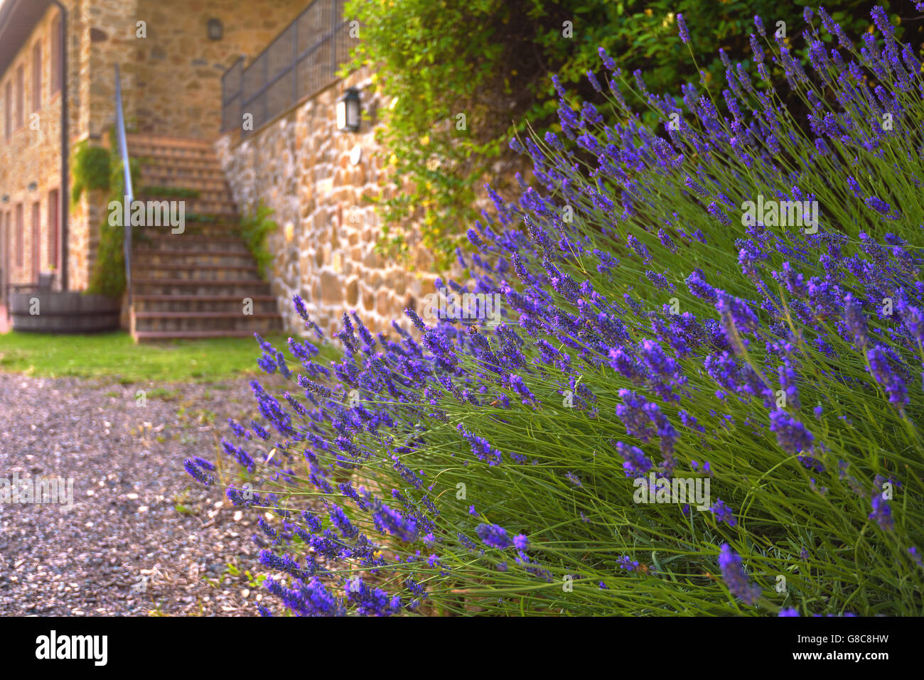 Schöne Lavendel mit Bauernhaus im Hintergrund. Stockfoto