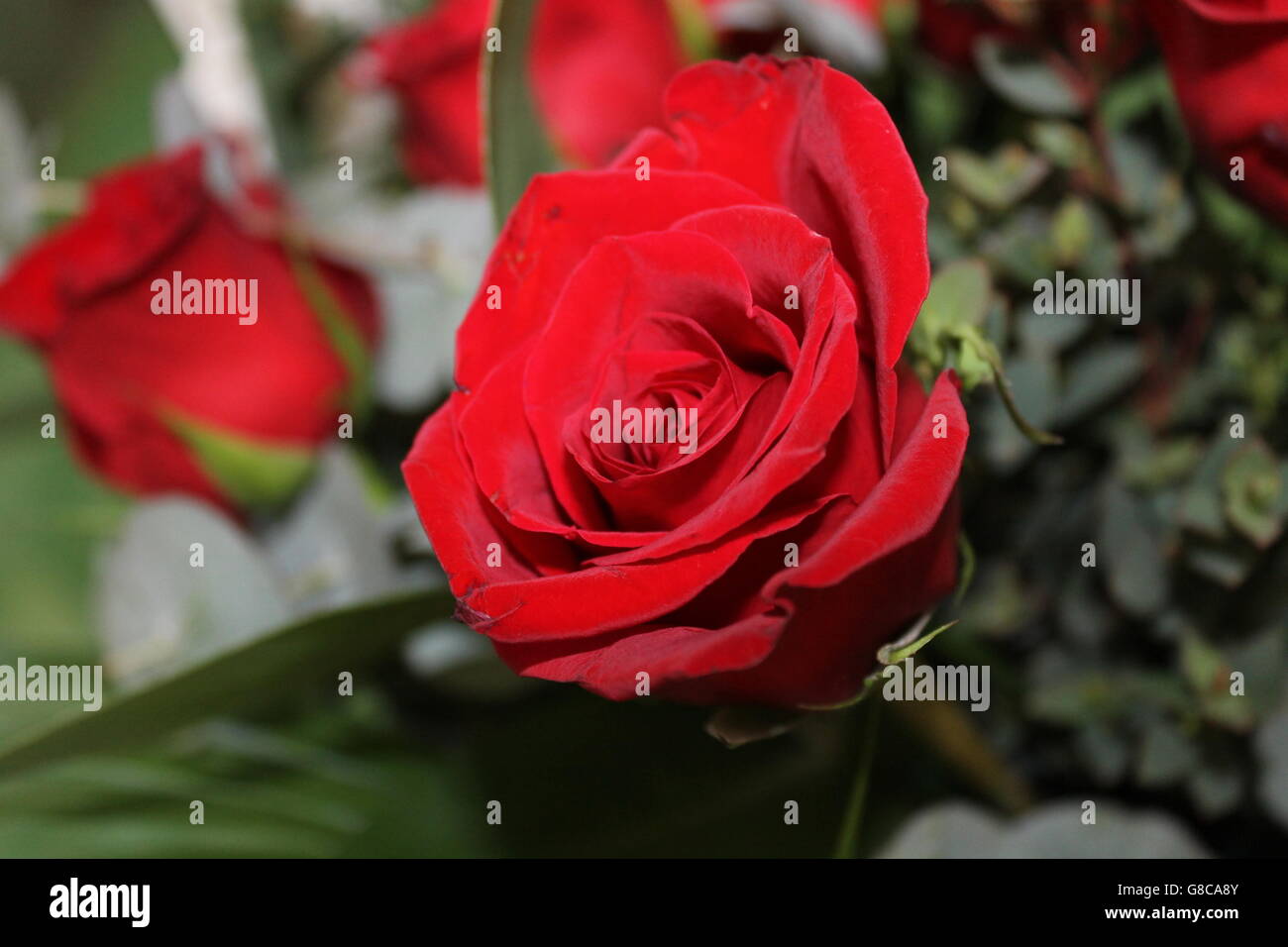 Rote Rosen, Valentinstag, Liebe, Romantik, wahre Liebe Stockfoto