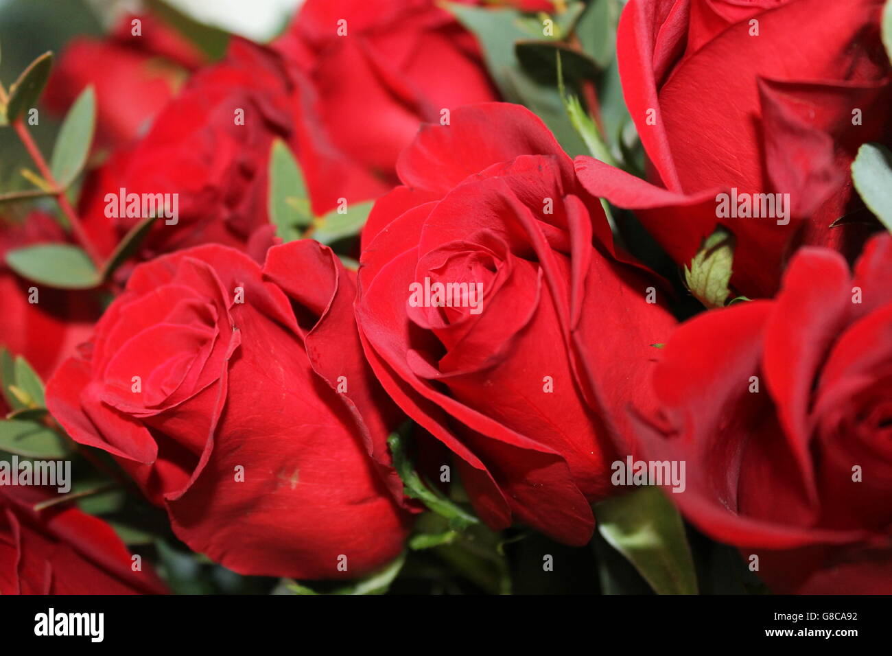 Rote Rosen, Valentinstag, Liebe, Romantik, wahre Liebe Stockfoto