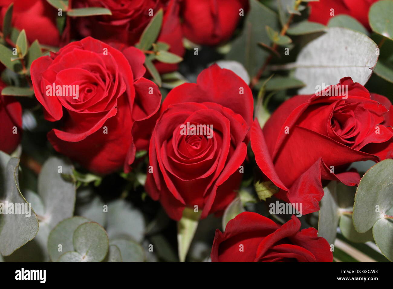 Rote Rosen, Valentinstag, Liebe, Romantik, wahre Liebe Stockfoto