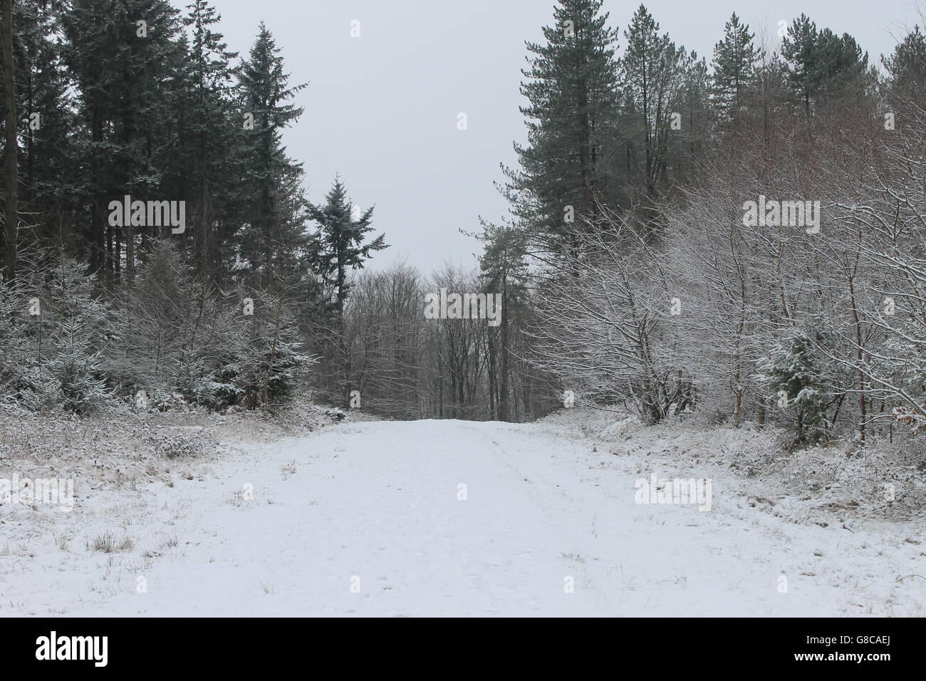 Schnee, Wald, verschneite Szene, Winter, Winter, Hampshire, UK Stockfoto