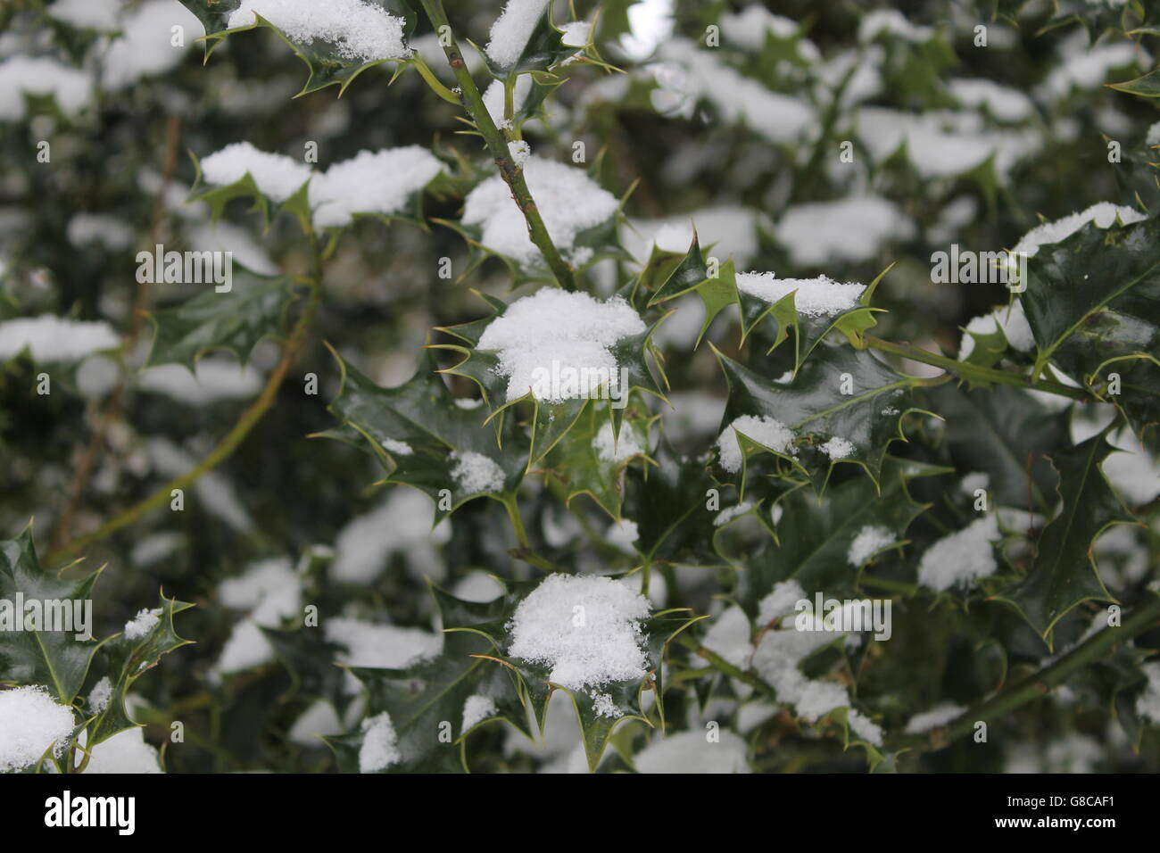 Schnee auf Stechpalme Bush, Holly, Winter, Hampshire, UK Stockfoto