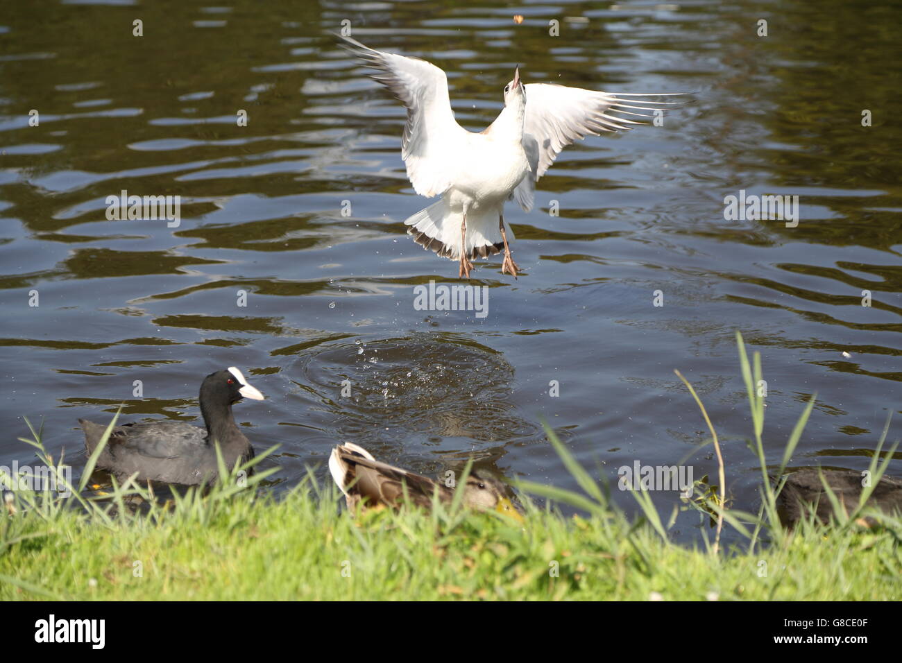 Ein Vogel fangen Essen während des Fluges im Vondelpark, Amsterdam Stockfoto