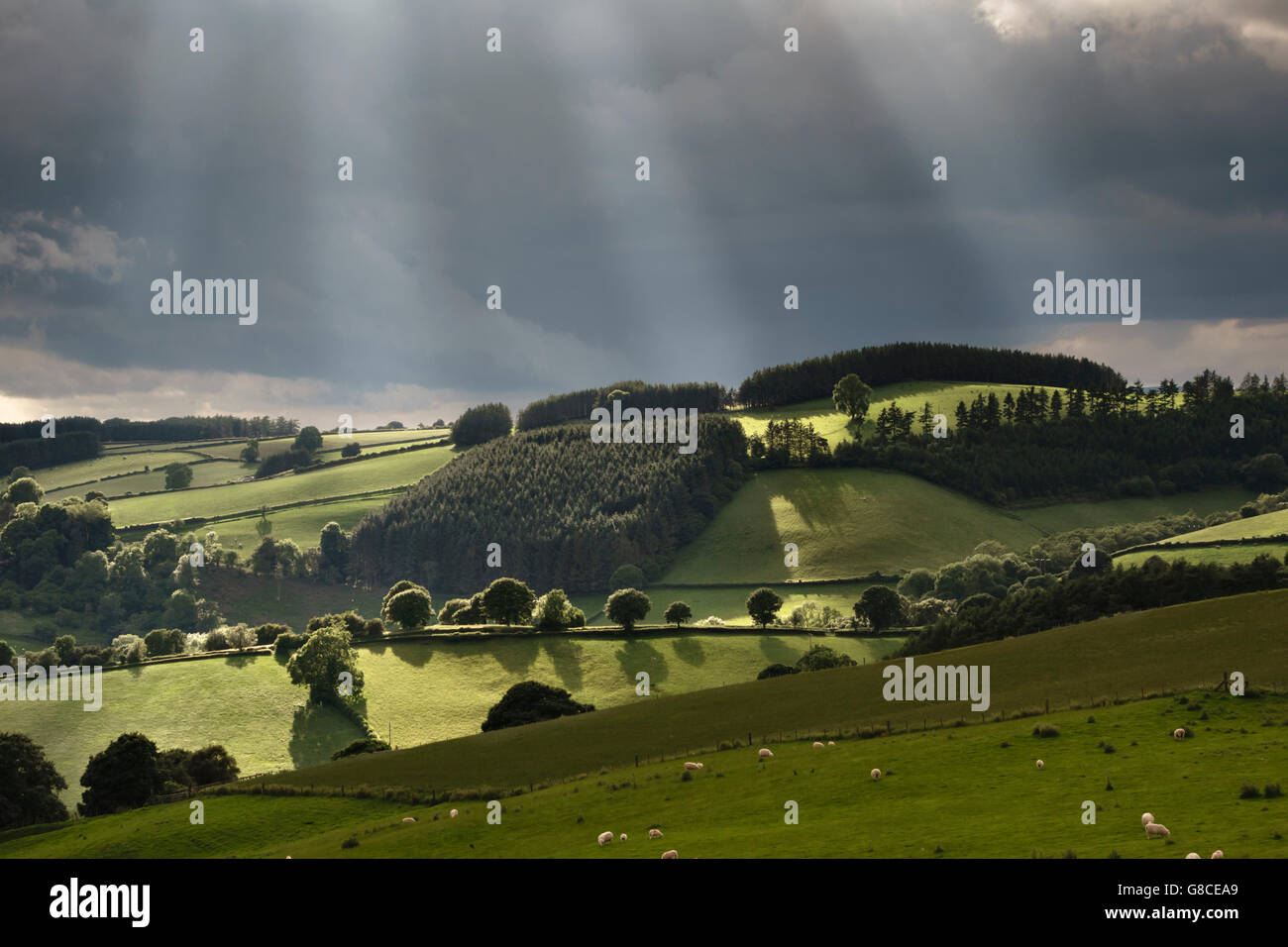 In der Nähe von Knighton, Powys, UK, an der Grenze zwischen England und Wales. Strahlen des Sonnenlichts durch dunkle Sturmwolken brechen Stockfoto