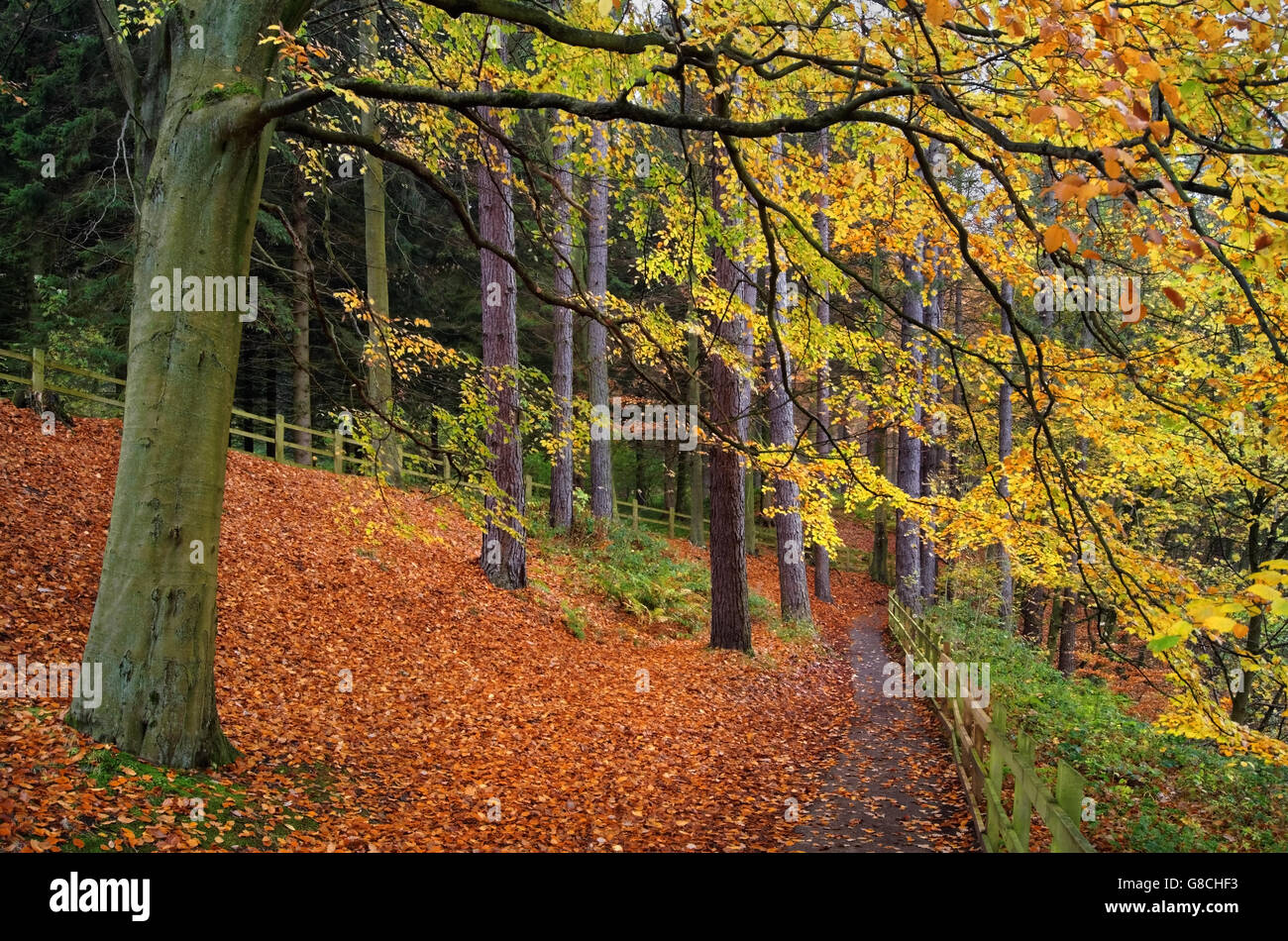 UK, Derbyshire, Peak District, Wald um Derwent Stausee im Herbst Stockfoto