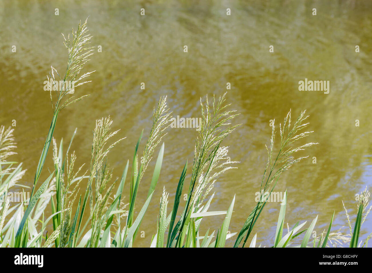 Grün Glyceria Maxima, auch bekannt als große Manna Grass, Reed Mannagrass und Reed Sweet-Grass, wächst in der Nähe des Wassers von der lak Stockfoto