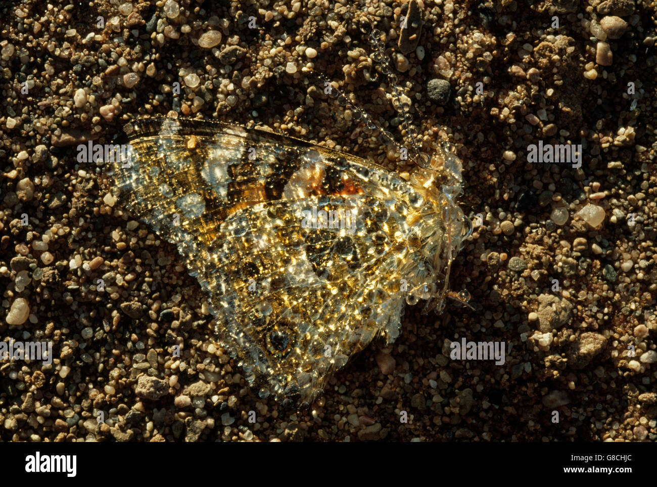 Tau bedeckt Schmetterling am Sandstrand, Namibia. Stockfoto