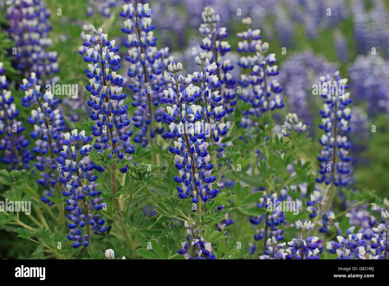 Nootka Lupine (Lupinus nootkatensis) Stockfoto