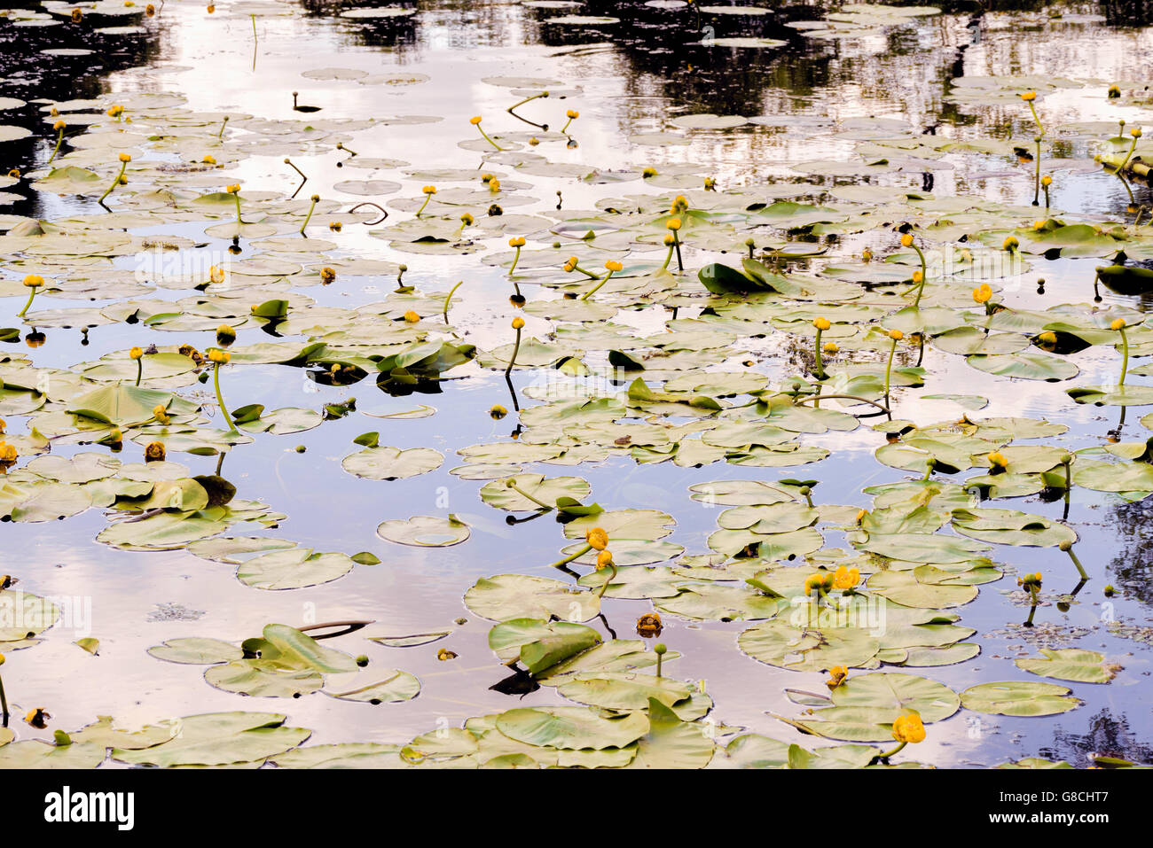 Himmel Reflexion auf dem Fluss mit gelben Nuphar Lutea Blüten bedeckt Stockfoto