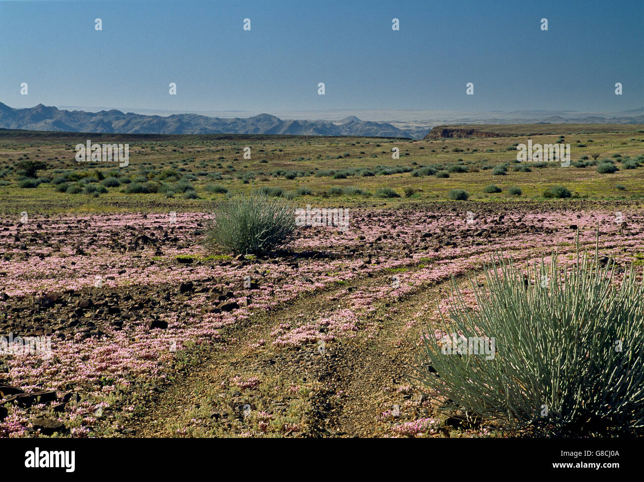 Blumen auf einem Plateau, Fish River Canyon, Namibia. Stockfoto