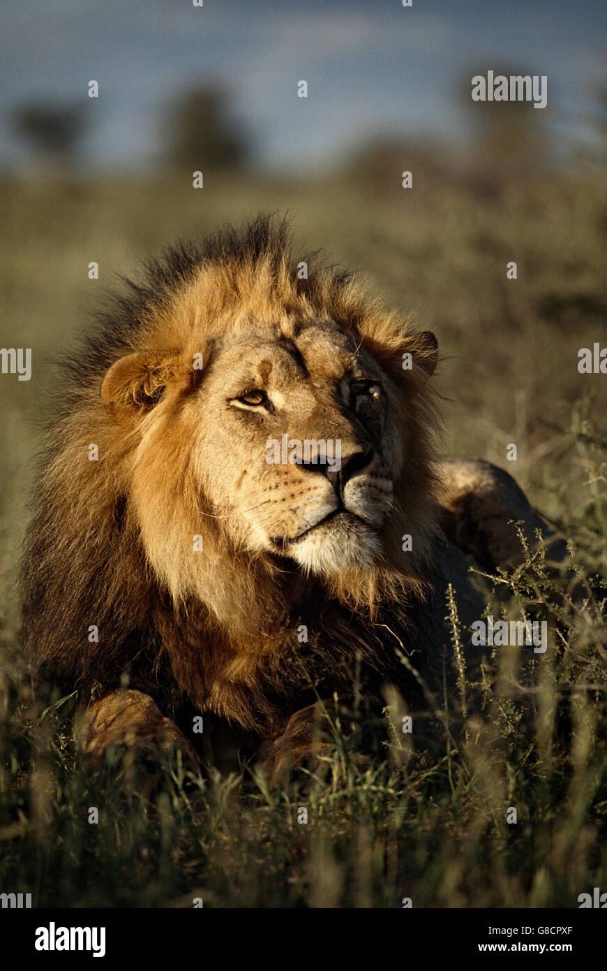 Löwe männlich, Kalahari Naturpark Region. Südafrika. Stockfoto